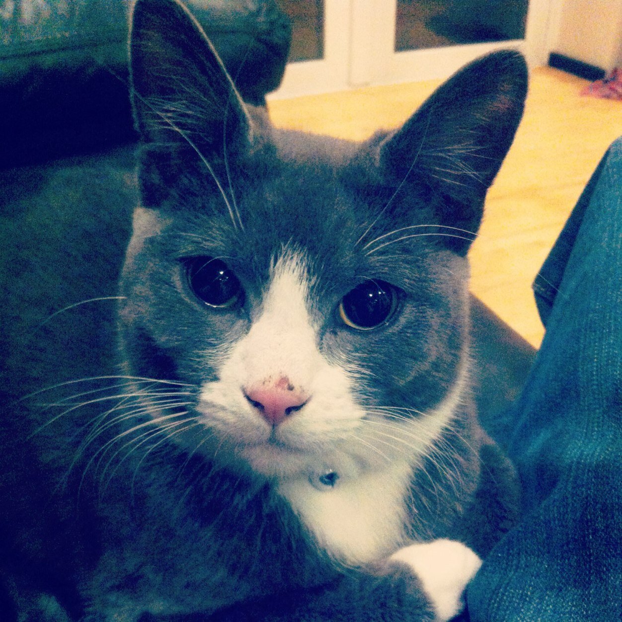 I am a Russian Blue Prince and wuv my mummalous and daddalous, brother Fwrank and Ruby very much. Ive been told I'm the loudest purrrer ever!