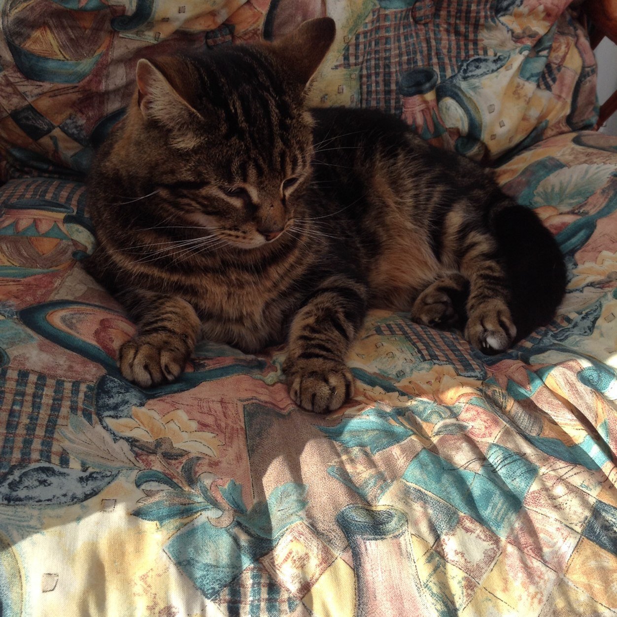 EPritchard8's profile picture. I love animals and shoping x