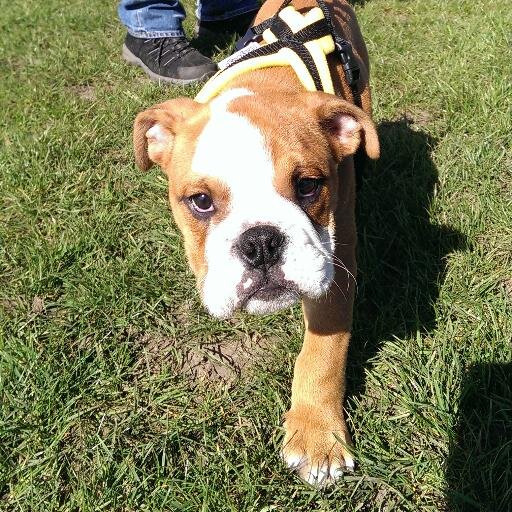 pawesomeLtd's profile picture. Dog Walkers