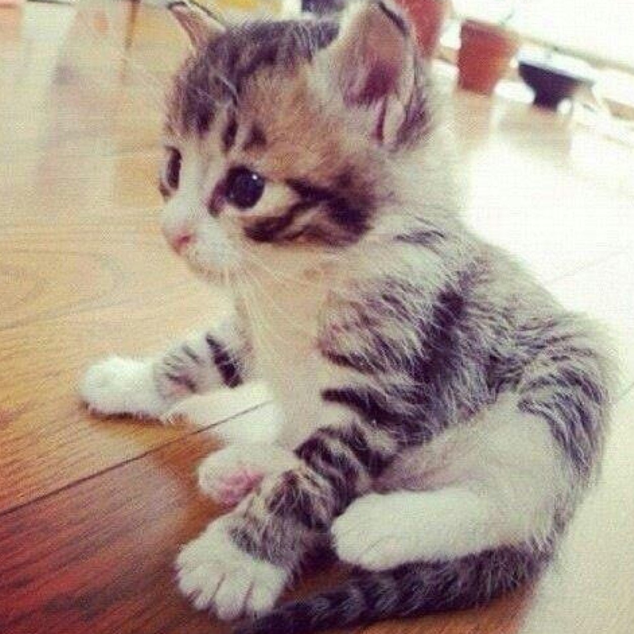 Daily some pictures from animals. Also follow @DailyNaturePics Thank you for following.