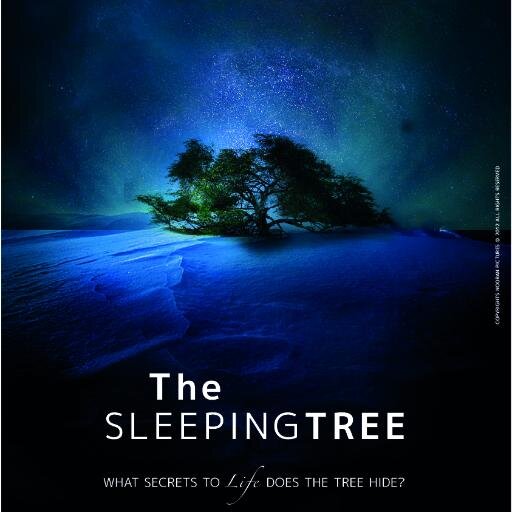 SleepingTree_BH's profile picture. 