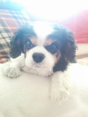 patsybxo's profile picture. Irish Counselling Psychologist living in Dundee