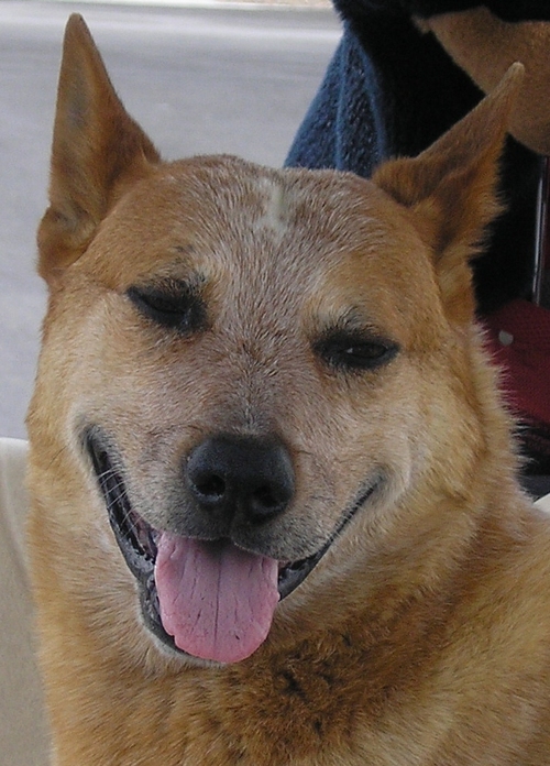 mkumstein's profile picture. The Dog That Blogs