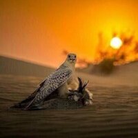 د: فواز النوري البكر (@albakerfaz) Twitter profile photo