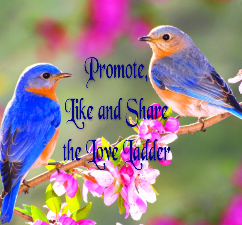 Follow us on Facebook - Promote, Like and Share the Love Ladder. We have ladders, do features and help you promote your business.
