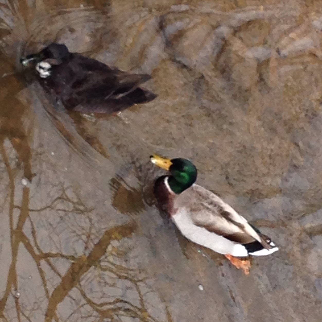 We are the Bucknell ducks, we come, we go and usually travel in pairs