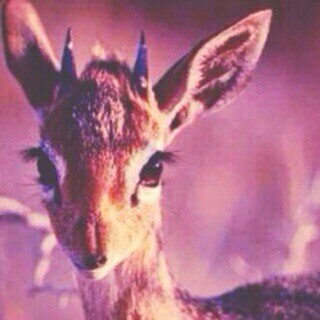 AlGzaail's profile picture. مَعـدوم مثليَ :$♡ تجدون بعض مني ف آلمفضلـة ~