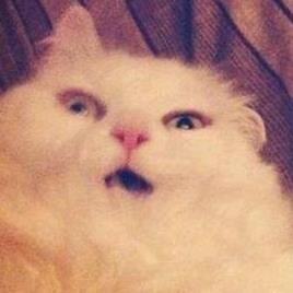 sam_youngbert's profile picture. I like cats more than people.