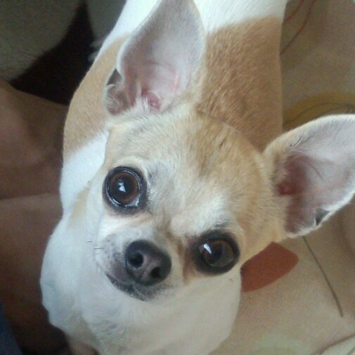 ハワイとスムースチワワのセイラ(2010年9月12日生まれ♀12歳)🐾が大好き💖 フィットネス&ZUMBA🎵💖I love Chihuahua's Seila🐶 and Hawaii🌴🏄‍♀️🌊無言フォロー失礼いたします🙇‍♀️画像動画の無断転載.DMはご遠慮願います⚠️
