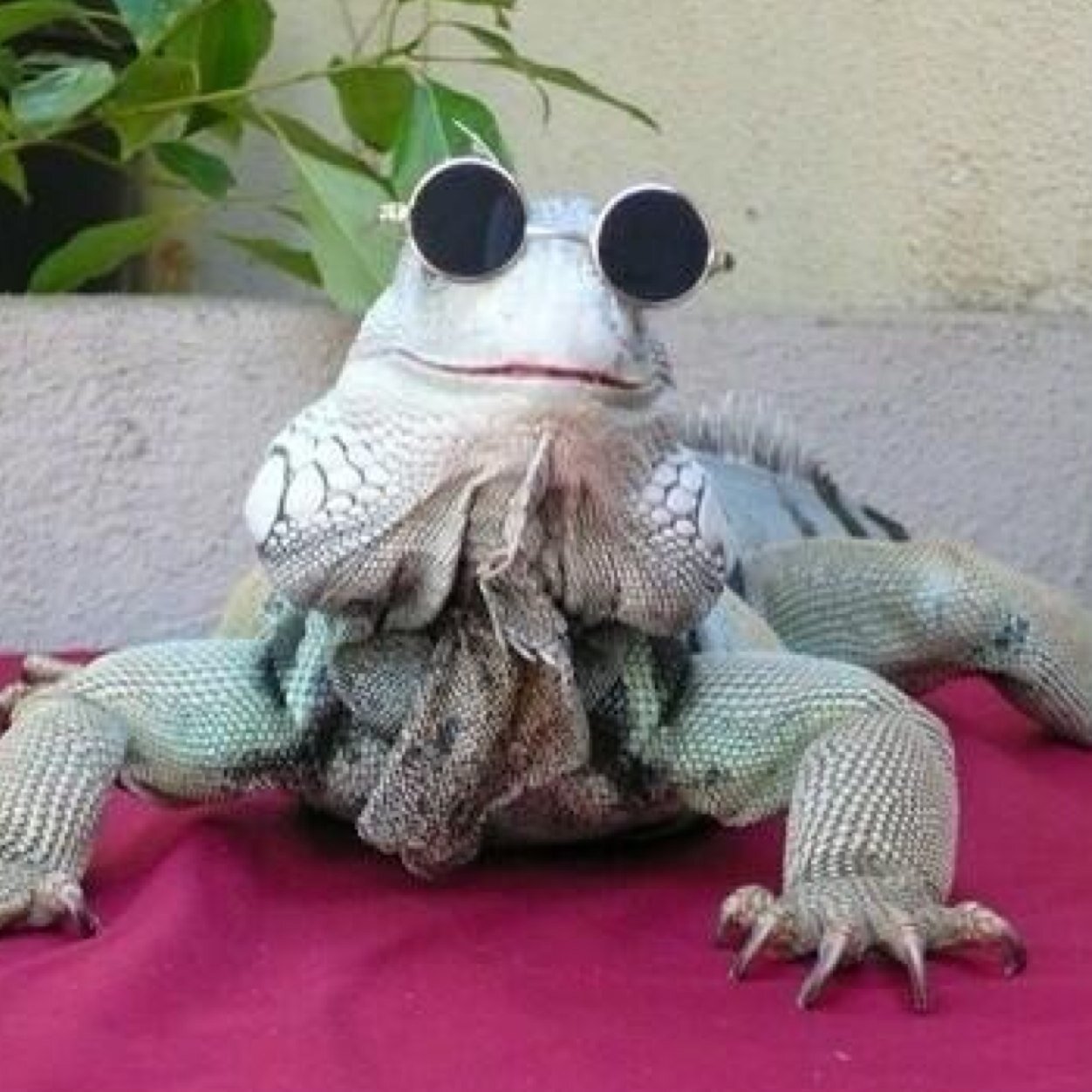 BitCoinBoyz's profile picture. Bit Coin Boyz 💱