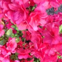 Lynn Acker - @LynnLandg30 - Twitter