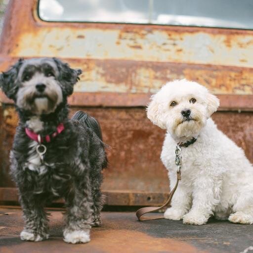 Inspired by life - painting, writing, listening to music.  Most of all, I love spending time with my animal friends.