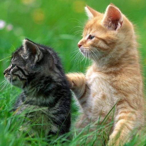 Kitty (the black one) Loves to jump and play and just be a happy kitten! Rosey (The orange one) on the other paw, Dislikes most everything. Owner: @mlp_TaylorM.