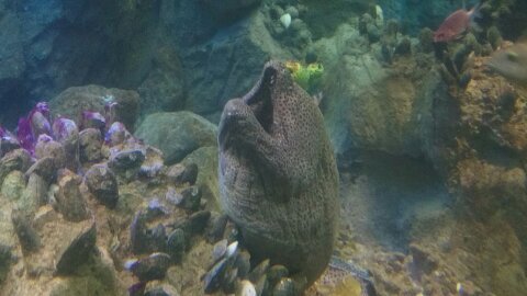 pakulovanton's profile picture. 