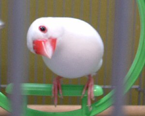 文鳥さん2羽と暮らしていました。野球と怪談と、ラジオが楽しみなのです。もちろん鳥さんも大好きです。