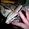 Trondahl69's profile picture. Working on starting a small business breeding reptiles