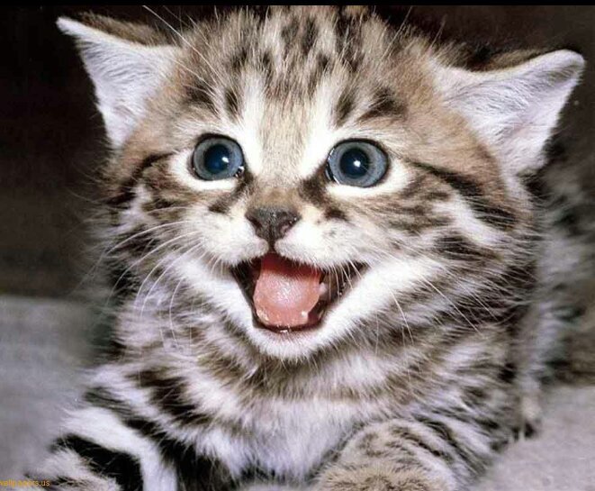 martinezalex691's profile picture. I LIKE VIDEO GAMES, PARTIES, GIRLS