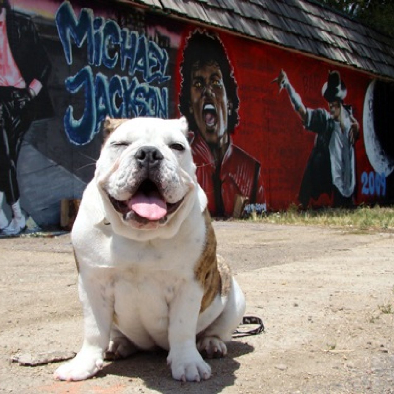 BulldogBristol's profile picture. 