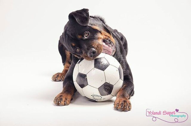 My name is Jax I'm a 23 month old Rottweiler. I do obedience, carting, breed, man work  Dancing. My mom is the  Managing Director for DWDID