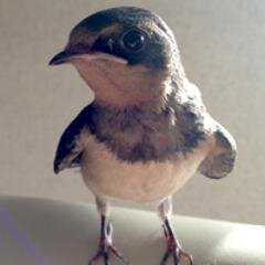 (有)ナカモリデザイン代表 | https://t.co/ZVpBdWb7QM
三重県伊勢市でWeb制作とWebマーケティング（SNS運用）をしています。
競プロ（AtCoder A:820 / H:1477）、文鳥との暮らし。
noteで競プロ参加記や仕事で得たノウハウ・技術メモなどを発信中です。