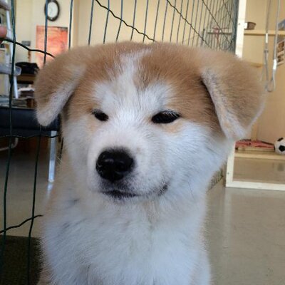 秋田犬のの 高橋よしひろ先生が ののや のオープンに来てくださいましたのん 柱に銀牙伝説のweedをライブペインティングしてもらいましたのん Http T Co Ppgsqabn8w