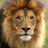 animal_244