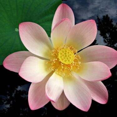 alnymu's profile picture. 