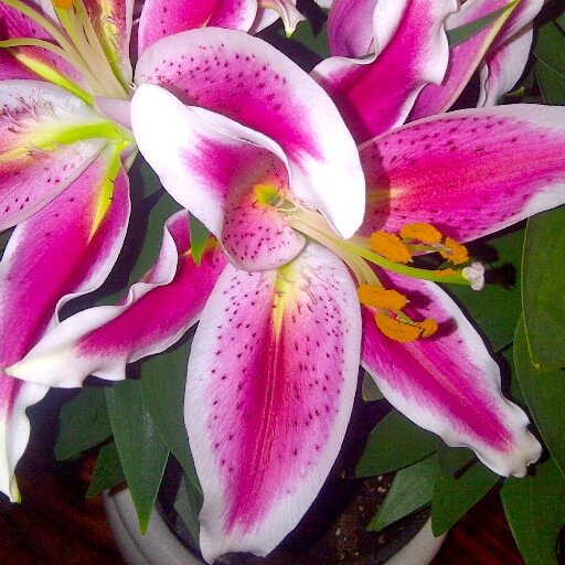 TaminaSiebel's profile picture. Diamonds are a girls best friend. #anythingpink #mother #entrepreneur #karmaworks #liveinthemoment