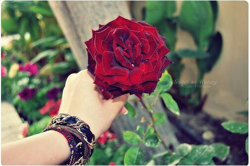 گلُ خـطُۆہ جٍميَلُہ فَيَ حٍيَآتيَ .. سببہآ دِعٍۆآت آميَ ..