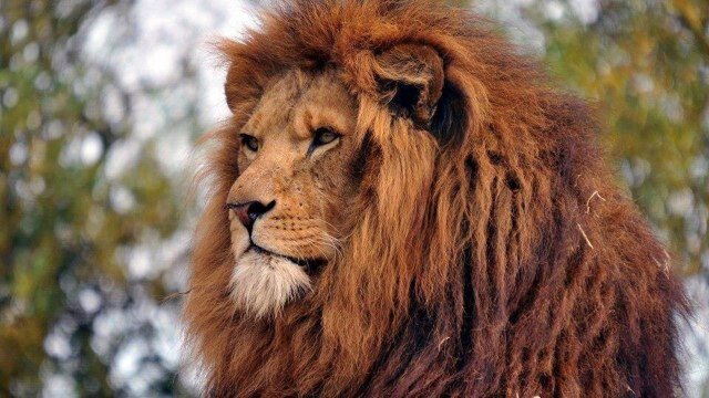 « La vie ressemble à un conte : Ce qui importe, ce n'est pas sa longueur, mais sa valeur. »
Proverbe latin
