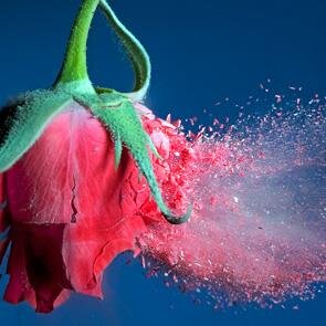 DaniPaldi's profile picture. 