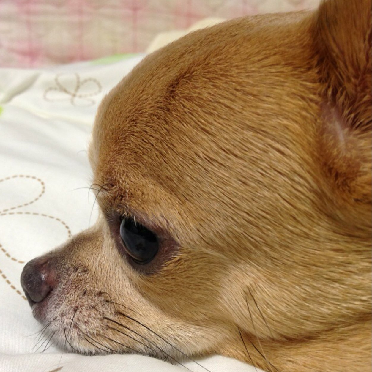 気ままに犬旅、動物園散歩
