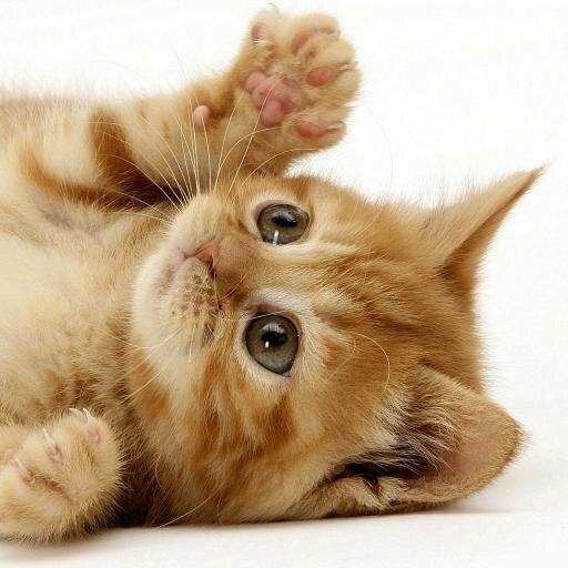 CatVideoReviews's profile picture. Making the world a better place - one cat video at a time.