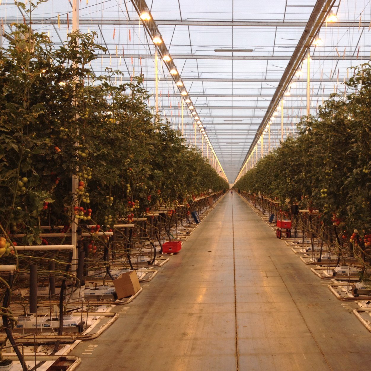 cropwatchbv's profile picture. Scoutbox offers smart image processing tools for standardized identification & counting of insects