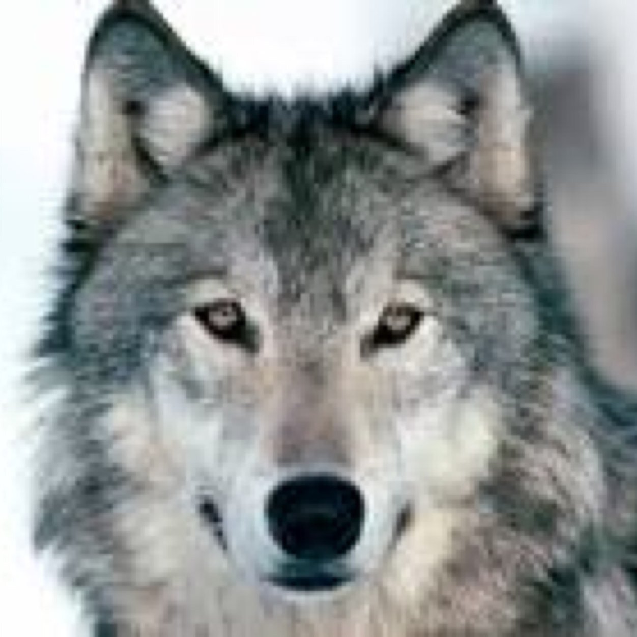 ▸ Followtricks from the Wolf | helping people getting more followers | #TWFollowSpree #TeamFollowBack ◂