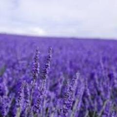 ALMASA03791270's profile picture. ponosna mama.