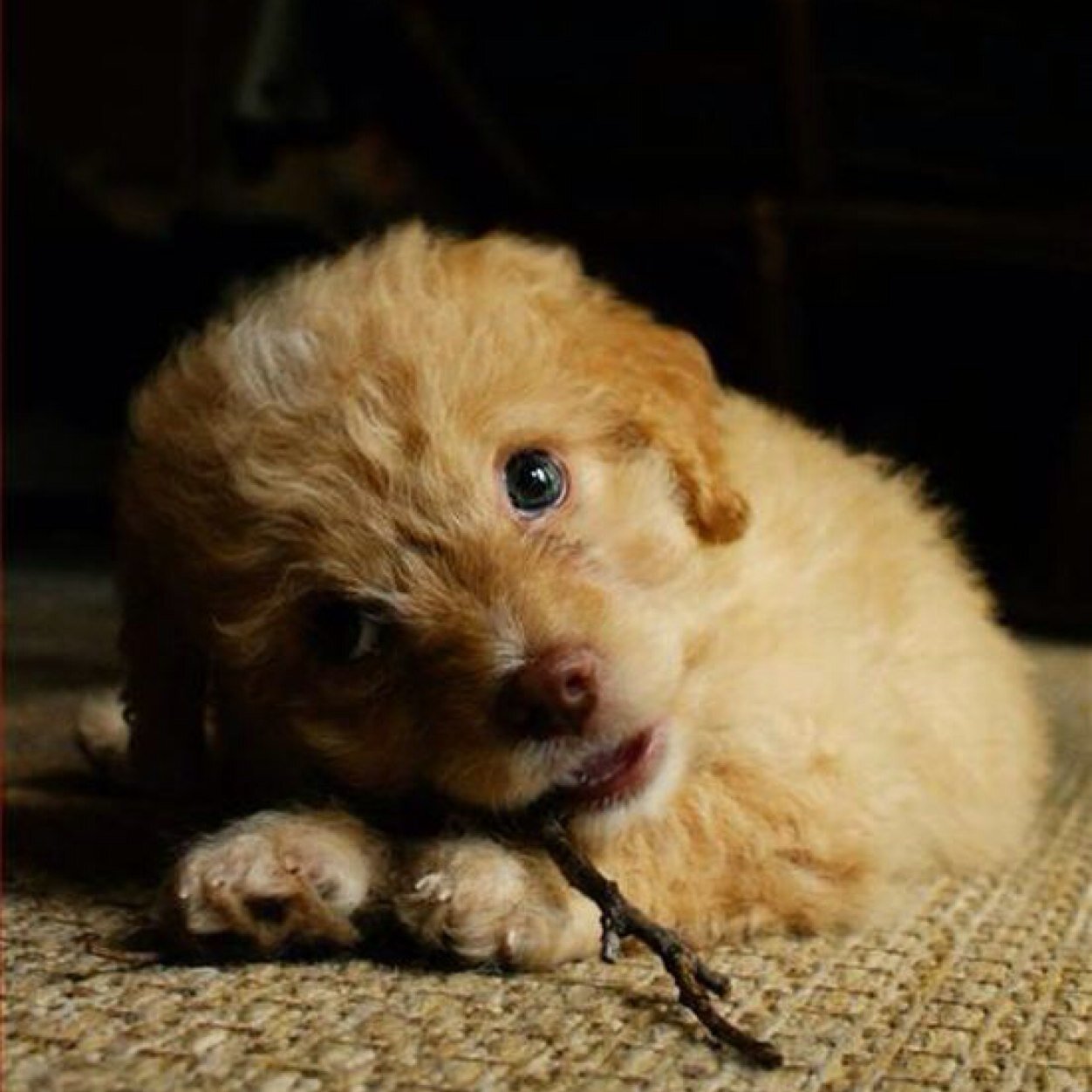 TehCuteAnimals's profile picture. All things cute and cuddly :D