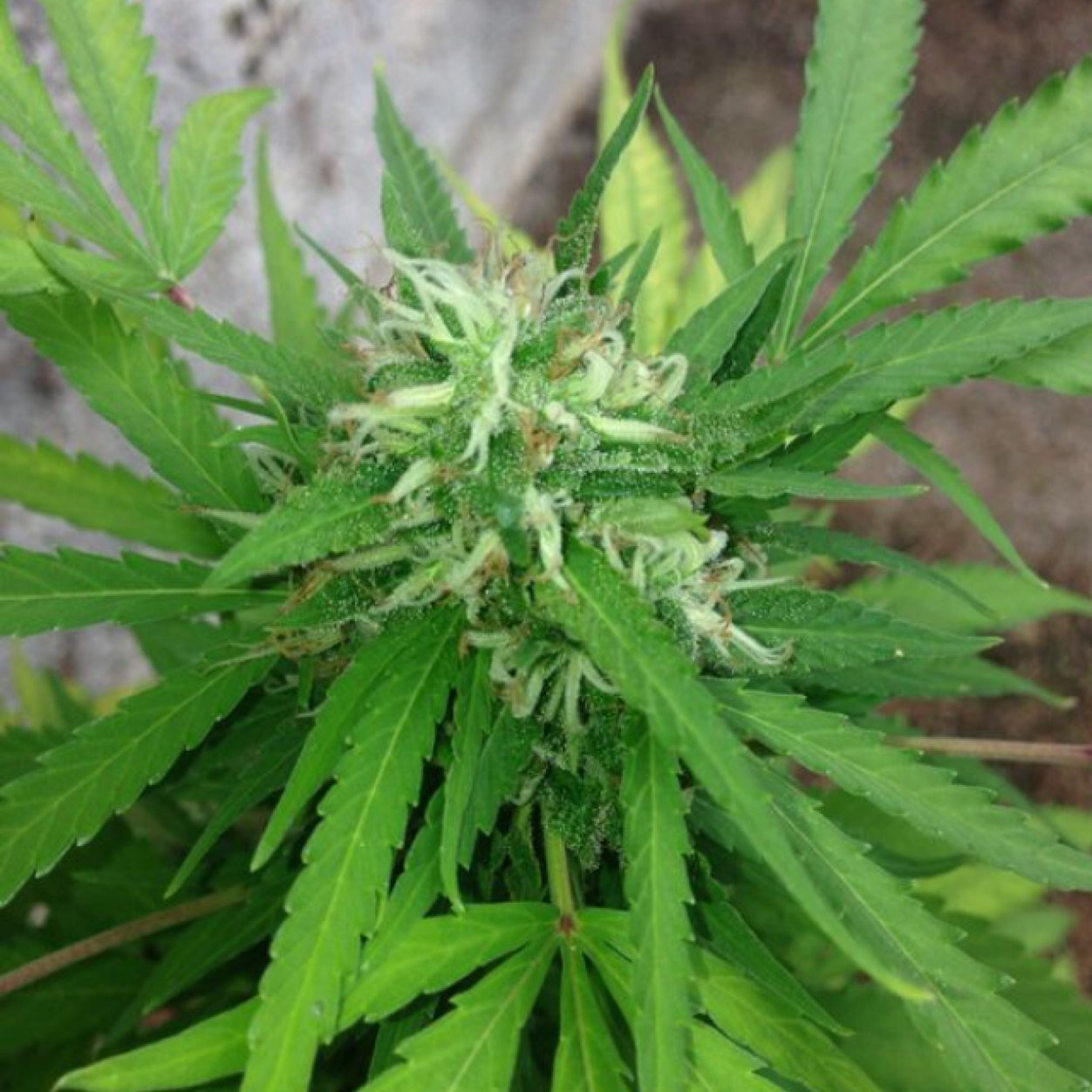 Adictomarihuana's profile picture. 