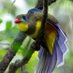 Nick (@trumpetbirder) Twitter profile photo Nick (@trumpetbirder) Twitter profile photo