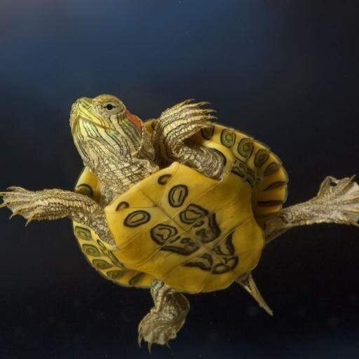 My way 🐢🍫🗻🌴🏖️🏡👨‍👩‍👧‍👦🐶 🌞day forever 🔝🇮🇨🏴󠁧󠁢󠁳󠁣󠁴󠁿🇺🇸🇬🇧🇮🇹🗺️