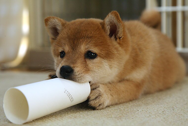 じゃんじゃかソーダさんのプロフィール画像