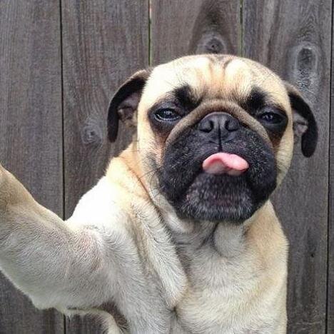 Selfie_Animal's profile picture. Los animales también se hacen selfies, y lo sabes.