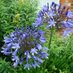 Raveningham Gardens (@raveninghamg) Twitter profile photo Raveningham Gardens (@raveninghamg) Twitter profile photo