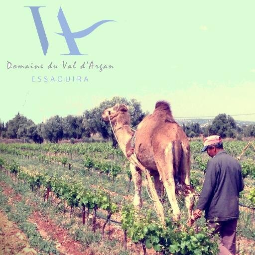 LE VAL D'ARGAN, terre nouvelle de grands vins est le premier et unique vignoble marocain exclusivement dédié aux cépages de la vallée du Rhône.