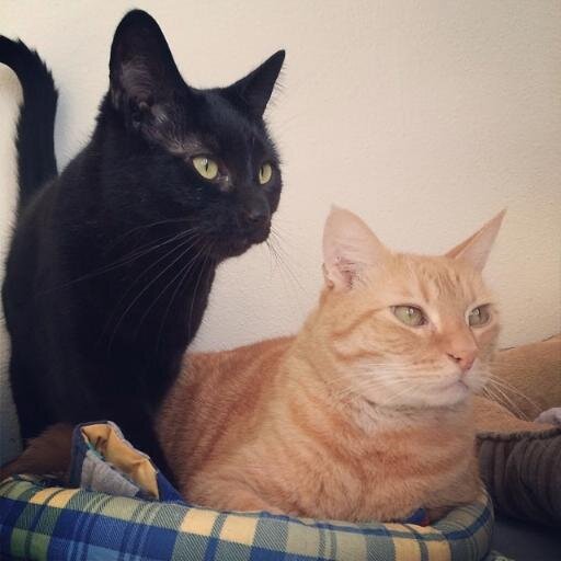 BerylandKolohe's profile picture. It's us against the world. Always has been.