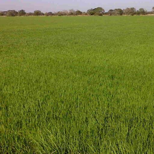 ElBlogArrocero's profile picture. 