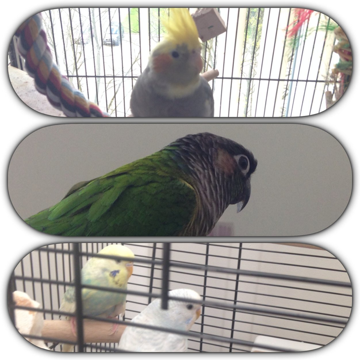 Four spoilt birdies. Rex the green cheek conure, Rosie the Cockatiel and two cute budgies! Wanting to share tips with other bird lovers! Tweet tweet :)
