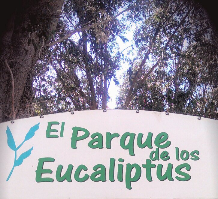 Kiosko Eucaliptus