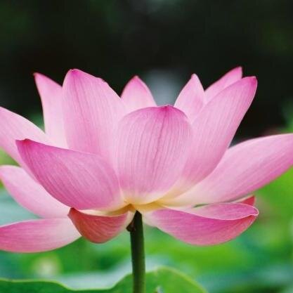 VADAIRLA's profile picture. 