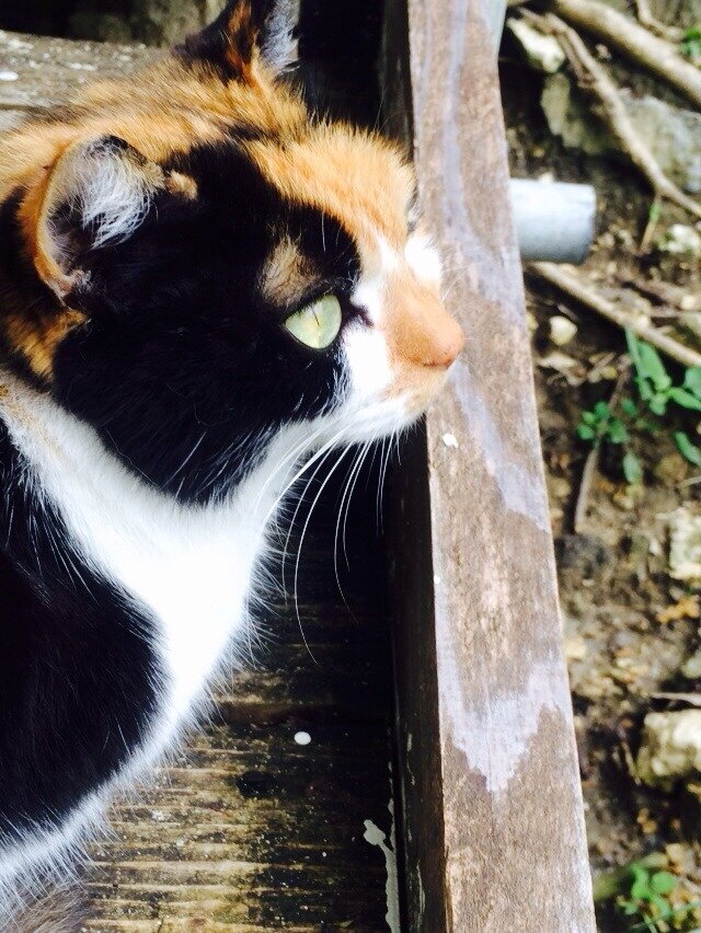 mzLapin's profile picture. 趣味垢的な。旅にでたい。